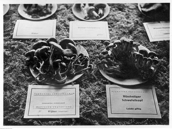 Nasi dziadkowie też kochali grzyby! Zobacz zdjęcia grzybiarzy z dawnych lat!