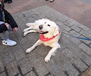 33. Finał WOŚP z grupą krakowskich Golden Retrieverów