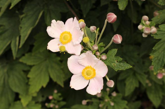 Zawilec pajęczynowaty - Anemone tomentosa