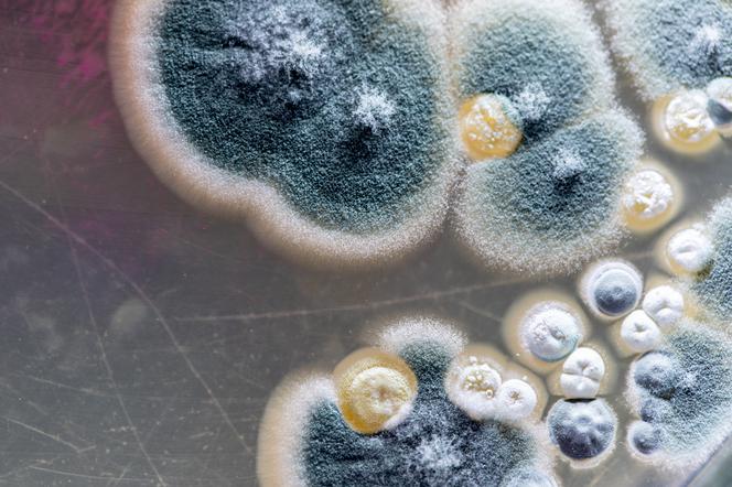 Zarodniki grzybów mikroskopowych