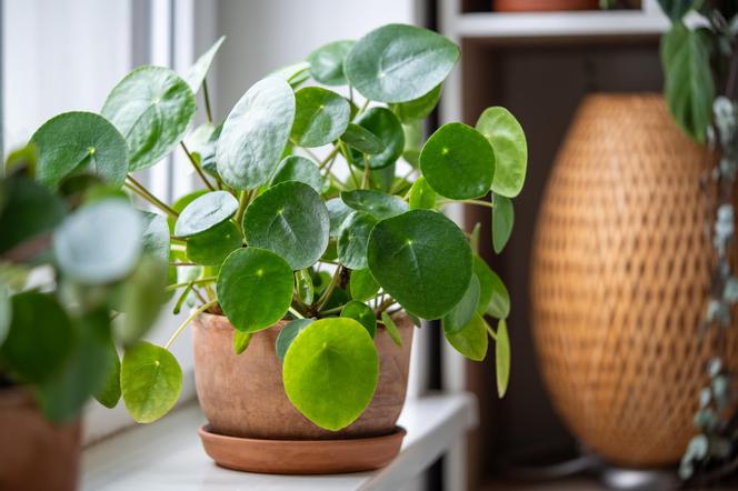 Pieniążek (pilea peperomioides)