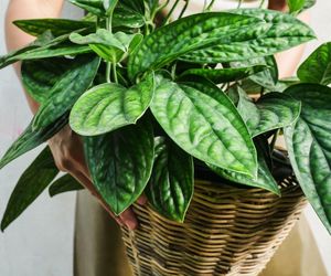 Monstera karstenianum - jak uprawiać i pielęgnować to śliczne pnącze?