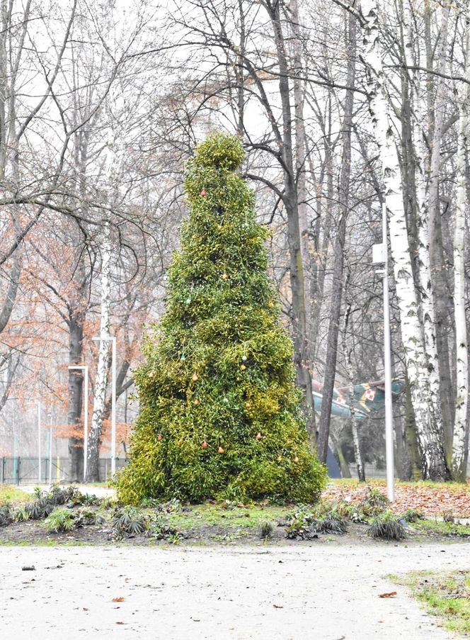 Wyjątkowa choinka w Czerwionce-Leszczynach. Zamiast ozdób zobaczymy ptasie pyzy, orzechy i owoce