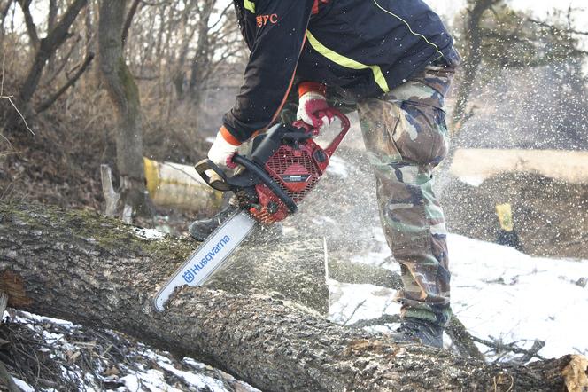 Wycięli ponad 120 drzew tylko na chwilę? Absurdalne tłumaczenie burmistrza Jarocina