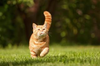 Choroby stawów u kotów, czyli dyskretna kocia choroba