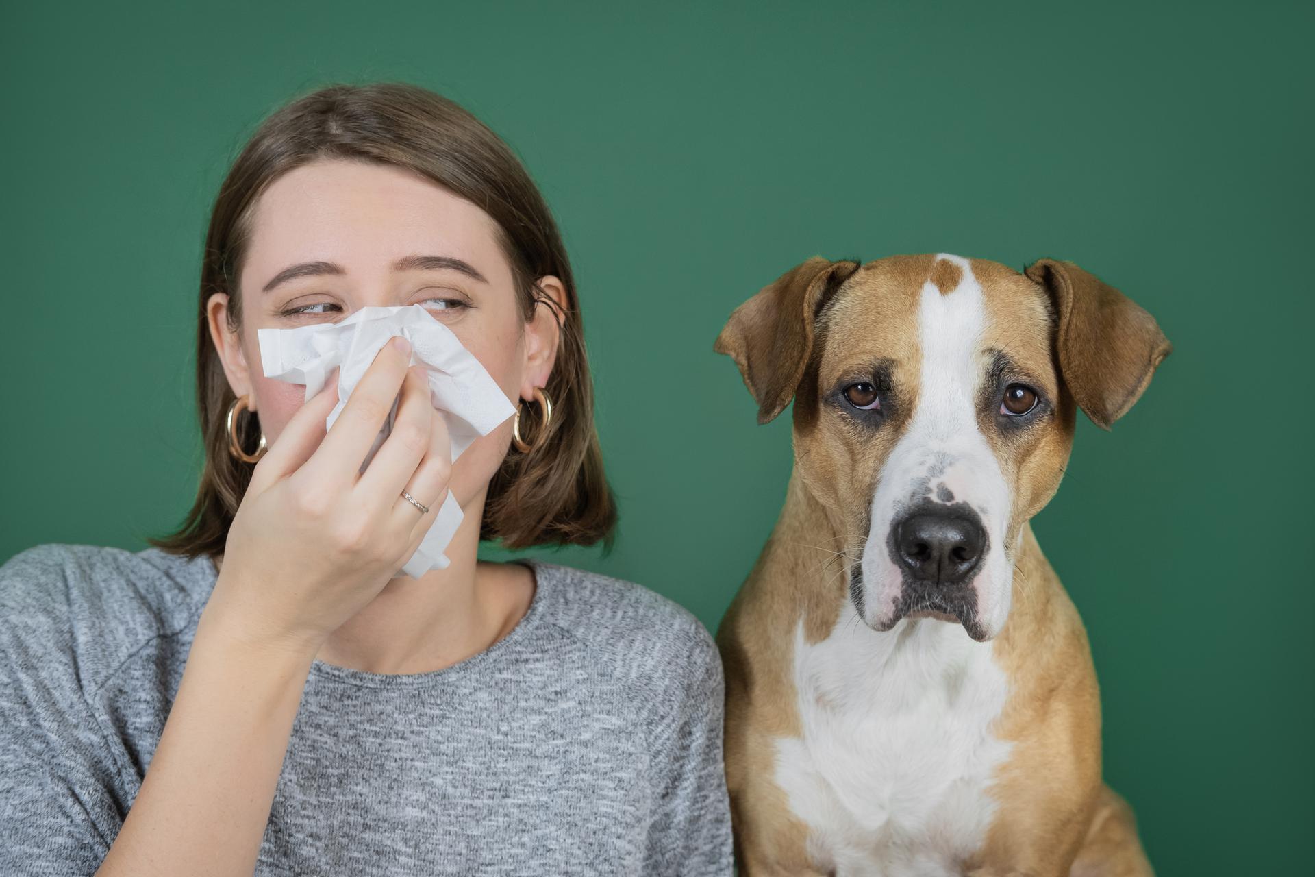Allergies to Pets პიცტურე