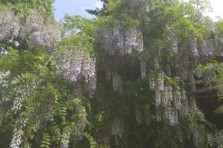 Półki bookcrossingowe w Ogrodzie Botanicznym UKW