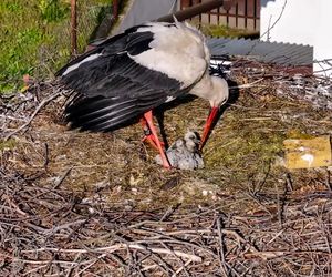 Bocian Krutek z Krutyni: od samotnika do samca alfa.