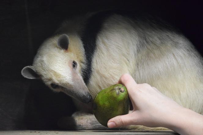 Poznańskie zoo ma nowego mieszkańca - to tamandua południowa, inaczej mrówkojad czteropalczasty