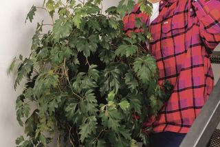 Dawid Oleszko - Roślinne Historie