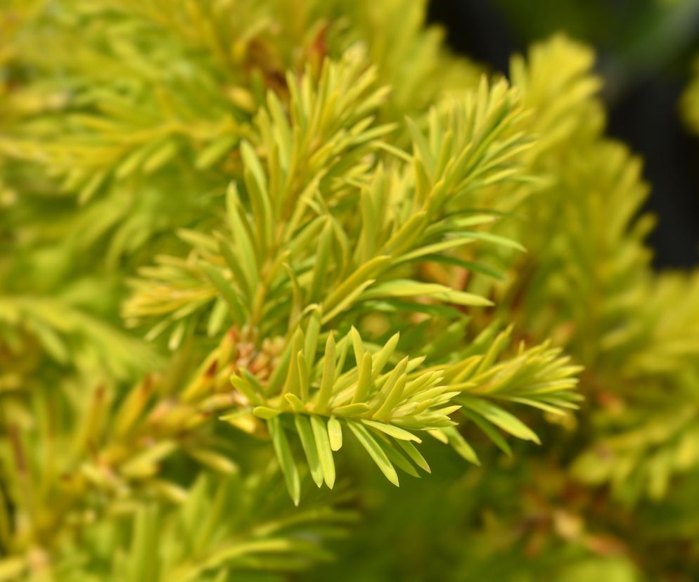 Cis pospolity 'Semperaurea'