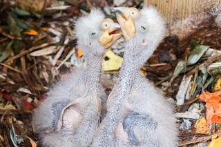 Baby boom w warszawskim ZOO! Są nieporadne, ślepe i całkowicie uzależnione od swoich rodziców