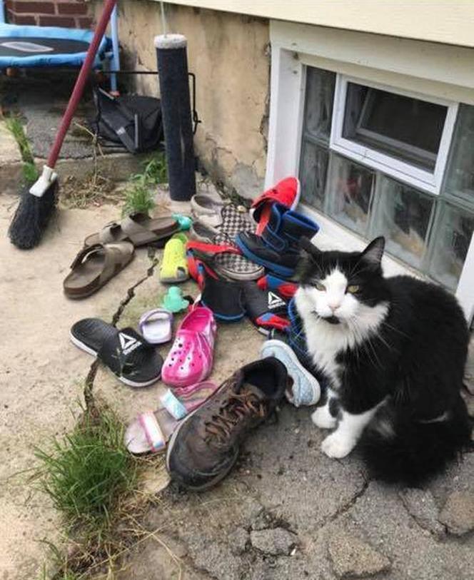 Sprytny kot okradła sąsiadów. Zabierał im... buty