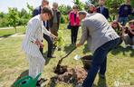 Potomek Dęba Bartka wyrośnie w Ogrodzie Botanicznym w Kielcach