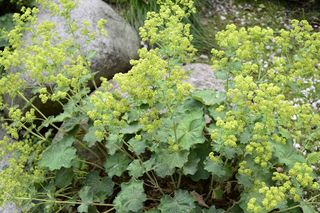 Przywrotnik ostroklapowy  - Alchemilla mollis= Alchemilla acutiloba 