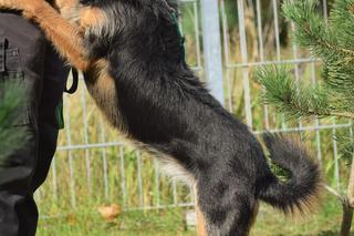 Kundzia na dom czeka w COZ w Grudziądzu