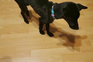 Skrajnie zaniedbane i wychodzone psy odebrano właścicielom. Tak wychodzuonego psa, jeszcze nie widzieliśmy