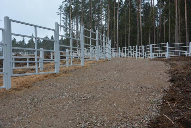Kopna Góra. Na Podlasiu powstaje zagroda pokazowa żubrów