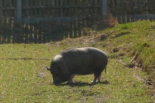 Uwaga! Zaginął knur Stefan. Widziałeś go?