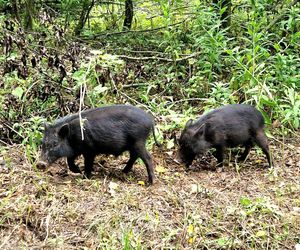 Obcy w Kampinoskim Parku Narodowym. Widziano jeżozwierza i wietnamskie świnie. To nie żart!