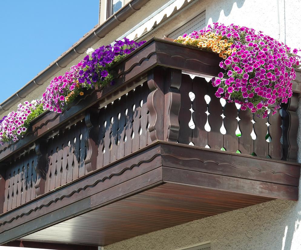 Niewymagające kwiaty na balkon. 10 kwiatów łatwych w uprawie, które kwitną całe lato