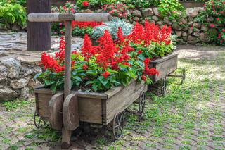 Czerwone kwiaty w ogrodzie - najpopularniejsze rośliny ogrodowe kwitnące na czerwono