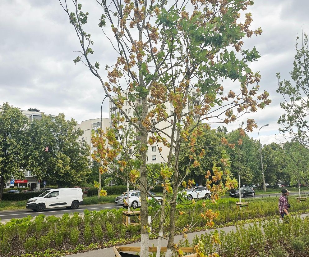 Dęby zaatakowane przez szkodniki