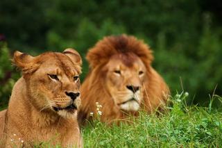 Wielkie koty z warszawskiego ZOO