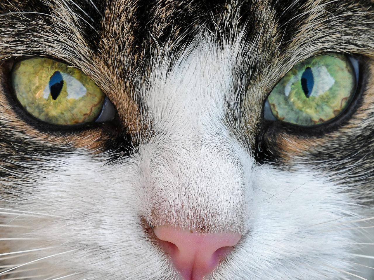 Międzynarodowy dzień kota 2021 - zobaczcie najpiękniejsze rasy kotów [GALERIA]