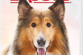 Lassie 