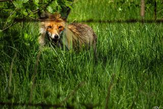 Podlaska fauna