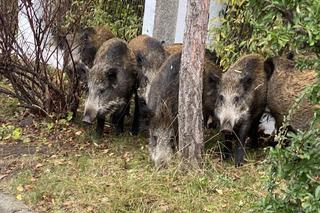 Dziki na Osowej Górze