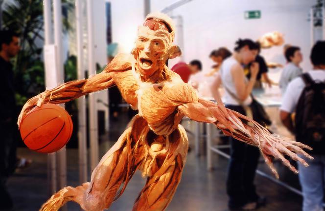 BODY WORLDS w Katowicach