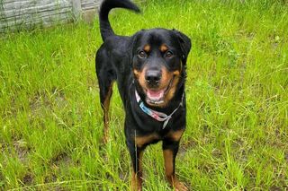 Złodziej psów grasował w Trójmieście! Ukradł Lokiego ze schroniska, a to dopiero początek!