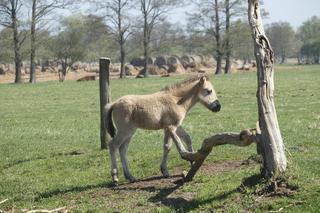 10 ciekawostek o Mazurach. Nie wiedzą o nich nawet mieszkańcy regionu [ZDJĘCIA]