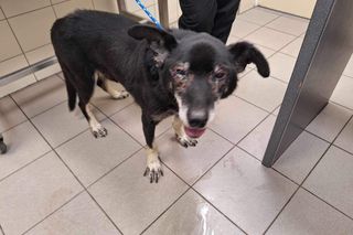 Starszy mężczyzna przekonywał, że dał psu drugie życie. Tak naprawdę zrobił mu z niego piekło