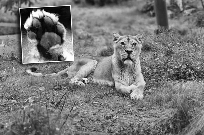 Orientarium Zoo Łódź. Nie żyje lwica "Tycia". W tym roku skończyłaby 20 lat [ZDJĘCIA]. 