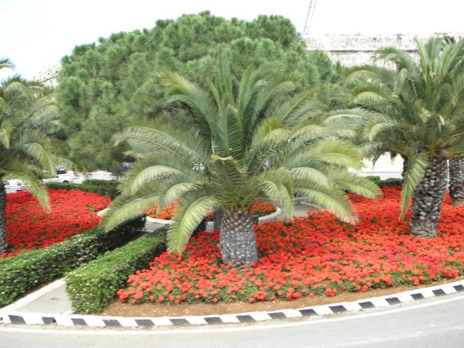 Zielone ronda