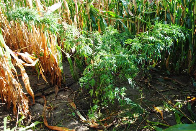 Zlikwidowana plantacja marihuany w okolicach Przeworska