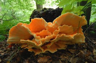 Ten grzyb smakuje jak kurczak. Polacy go pokochali 