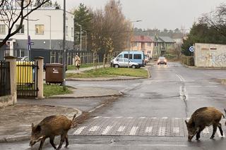Dziki na Osowej Górze