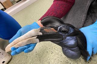 Naukowcy z Wrocławia zrobią protezę dzioba Joanny