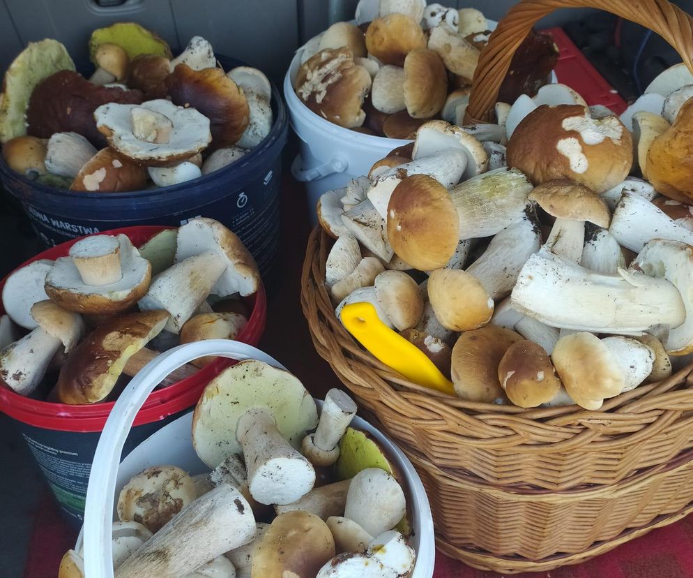 Piękny czas dla grzybiarzy w świętokrzyskim. Coraz więcej osób w lasach