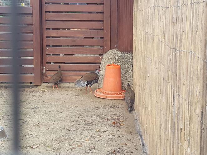 W Mini Zoo w Lesznie zamieszkały nowe ptaki. Wśród nich jeden z najpiękniejszych bażantów