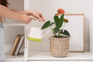 Szklanka wody wystarczy, aby anturium kwitło jak szalone. Po kilku dniach wypuści czerwone kwiaty. Domowa odżywka do anturium