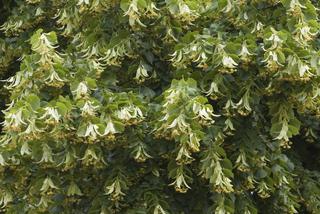 Lipa drobnolistna - Tilia cordata = Tilia parviflora