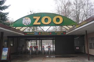 Zwierzęta w poznańskim zoo przygotowują się do zimy