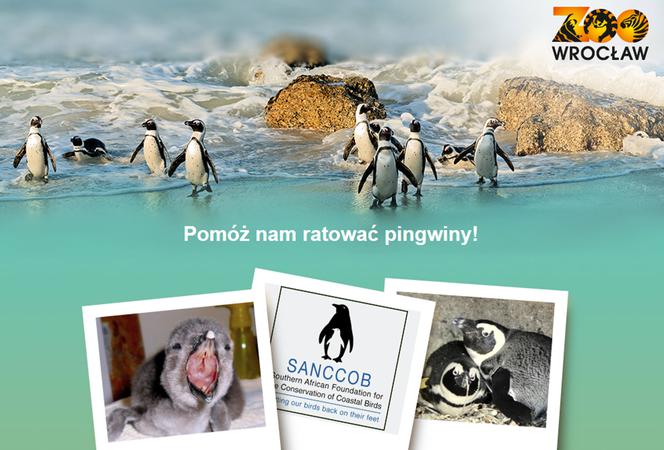 Sebastian Mila, pingwiny