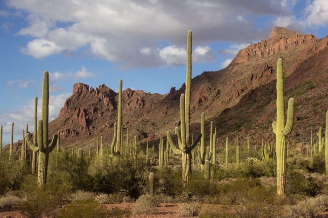 Kaktus Saguaro