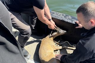 Młody jelonek wpadł do kanału portowego w Gdańsku. Uratowała go załoga Pioruna
